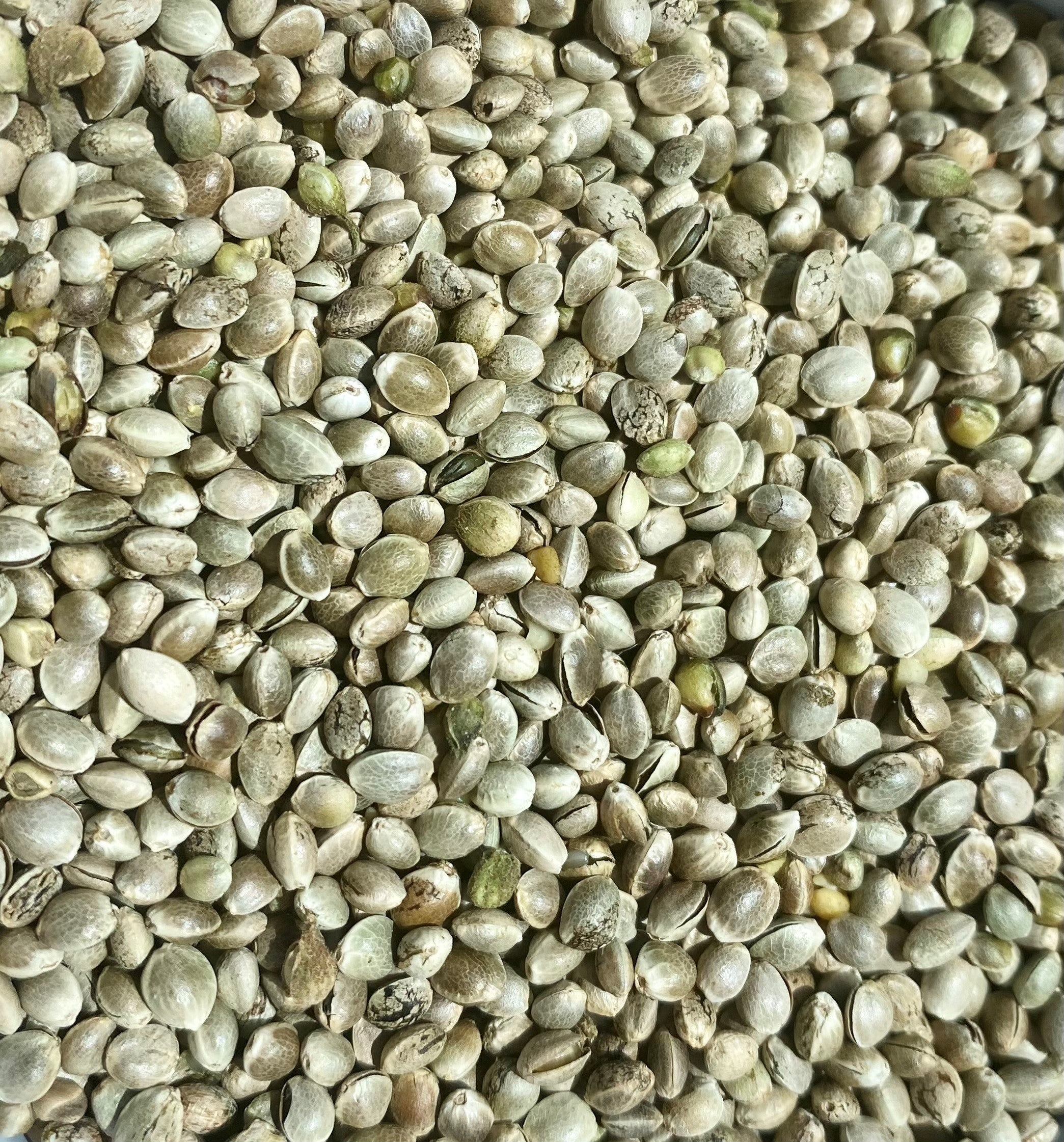 Organic Hemp Seeds 250g