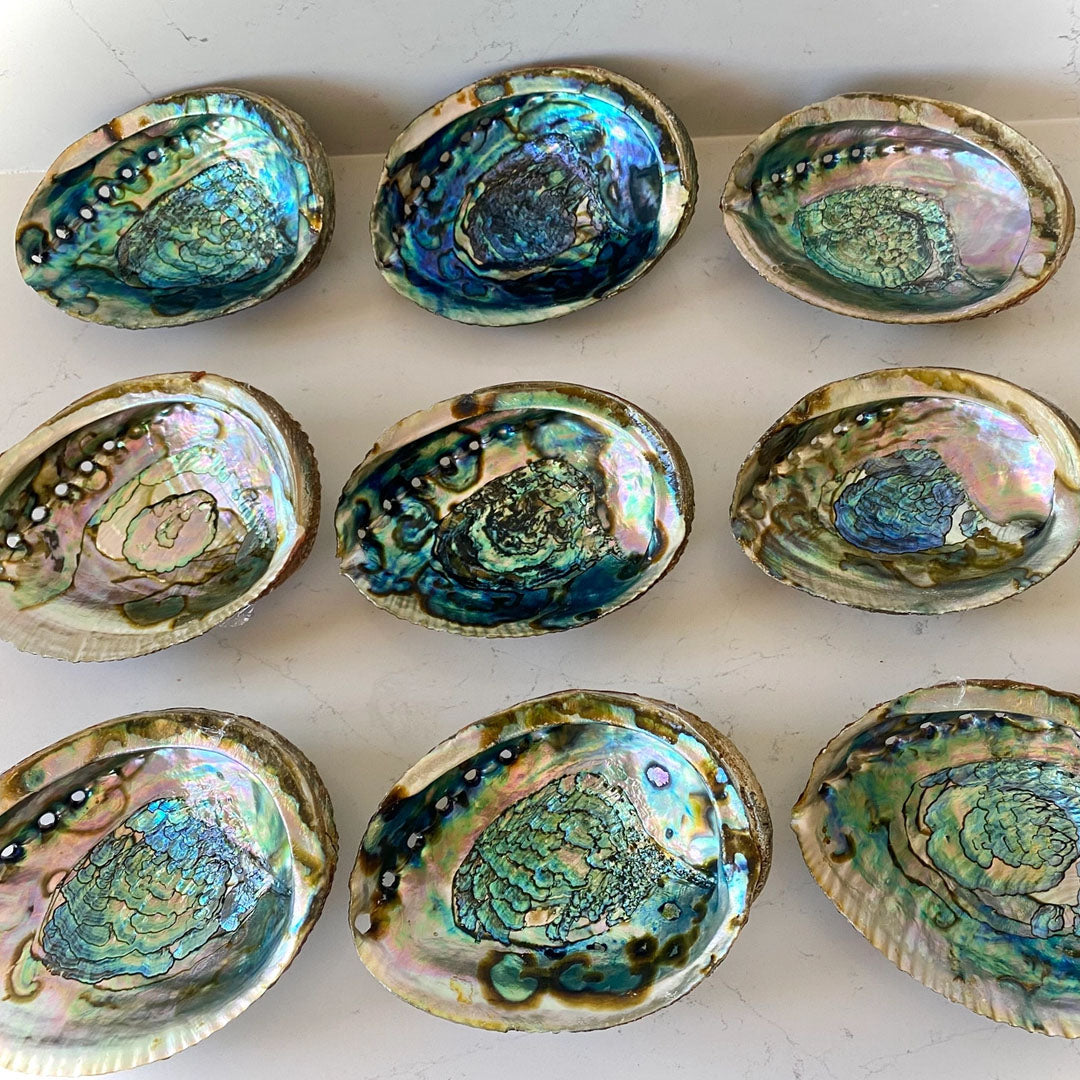 Faiza Naturals Abalone Shell 10cm